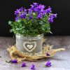 Valentine’s Day Houseplants by Star Sign