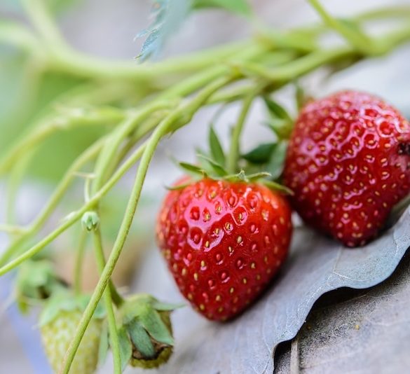 How to Cultivate Fresh Produce Without a Large Garden