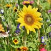 Tips on How to Create a Sensory Garden