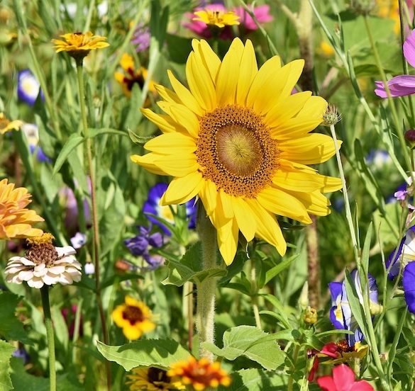 Tips on How to Create a Sensory Garden