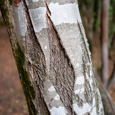 My Journey with The Healing Power of Trees
