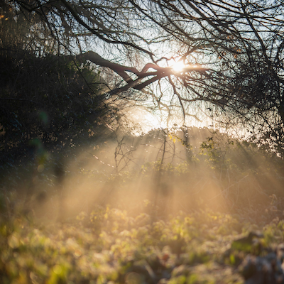 My Journey with The Healing Power of Trees