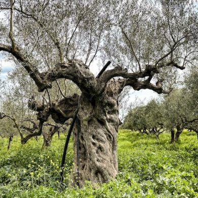 Olive Oil - Liquid Gold