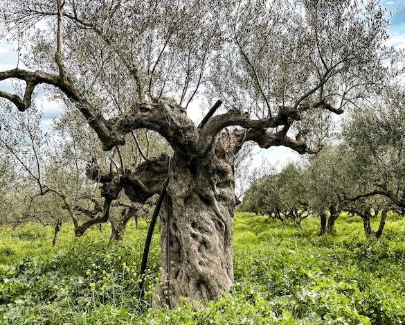 Olive Oil - Liquid Gold