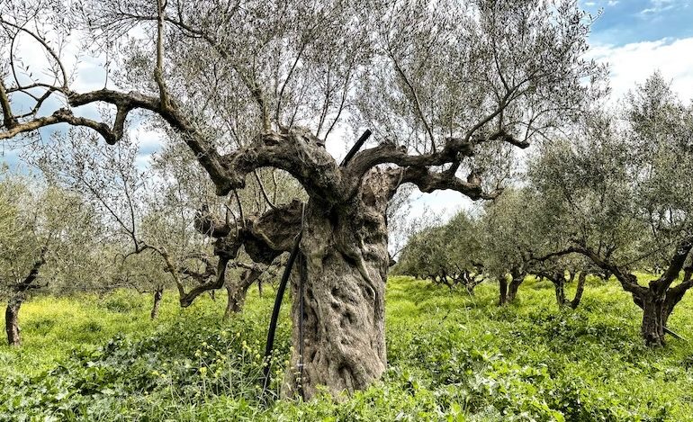 Olive Oil - Liquid Gold