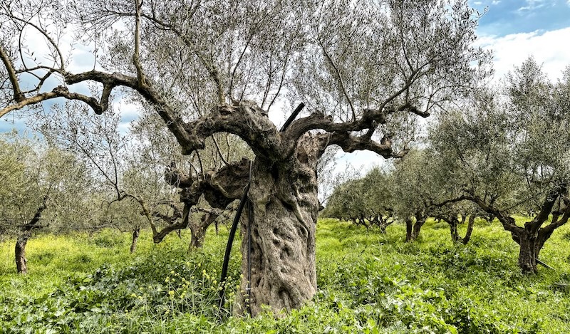 Olive Oil - Liquid Gold