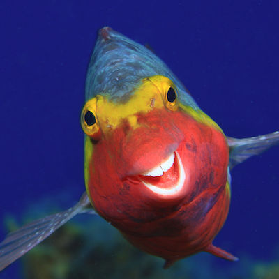 Laughing With Nature