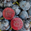 Not Your Average Grapes