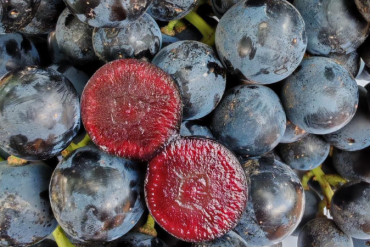 Not Your Average Grapes