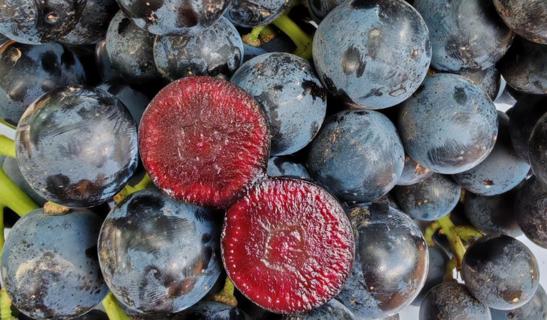 Not Your Average Grapes