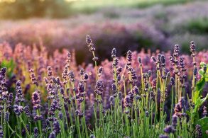 Try These Great Uses for Lavender at Home
