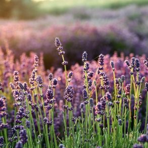 Try These Great Uses for Lavender at Home